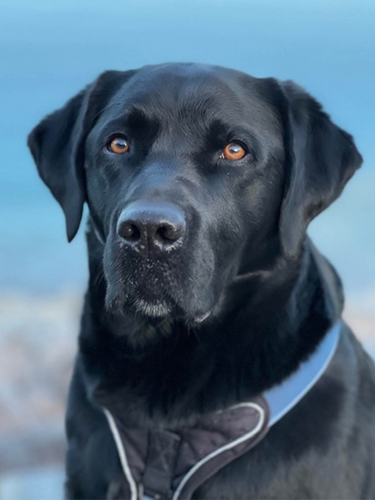 duke-schulhund