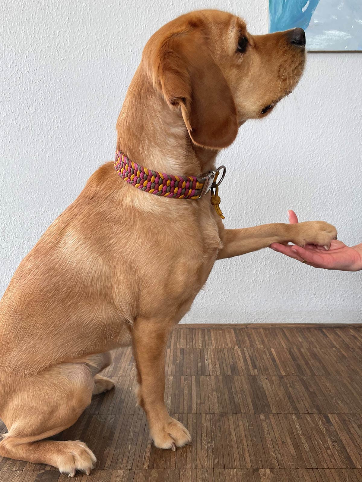 nelly-schulhund